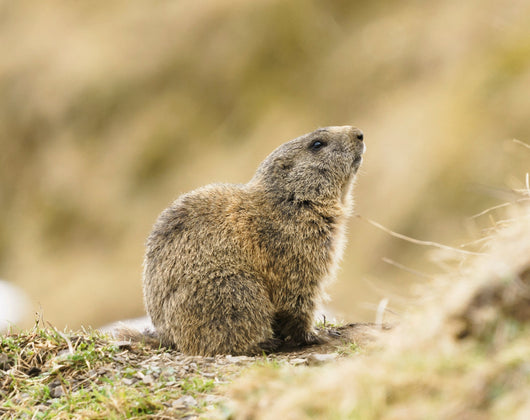 Jagdbeginn, Murmeltieröl und ein Blick hinter die Kulissen