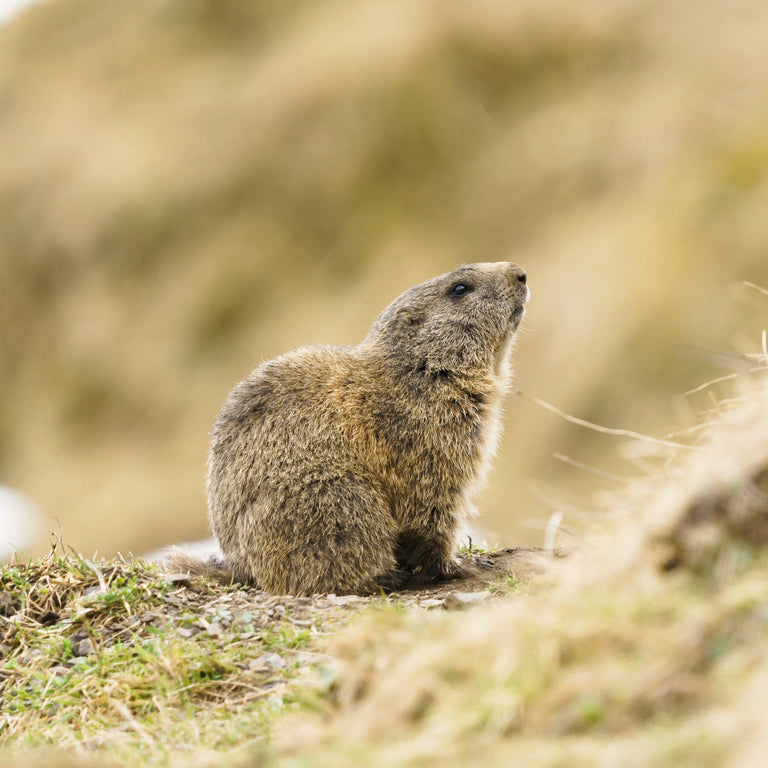 Marmotte prenant un bain de soleil