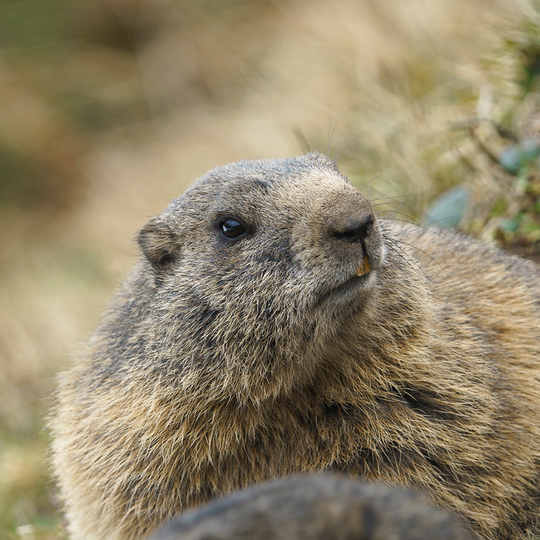 marmotte