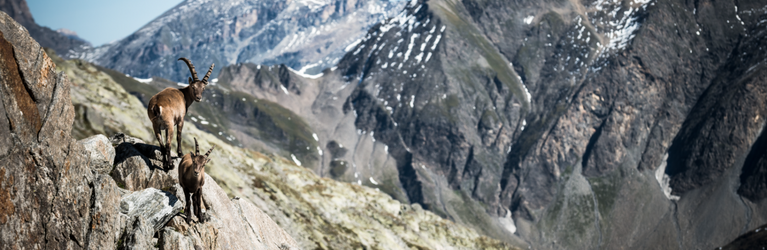 Steinböcke in der alpinen Bergwelt